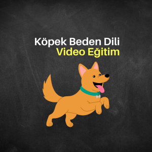 Köpek Beden Dili Video Eğitimi