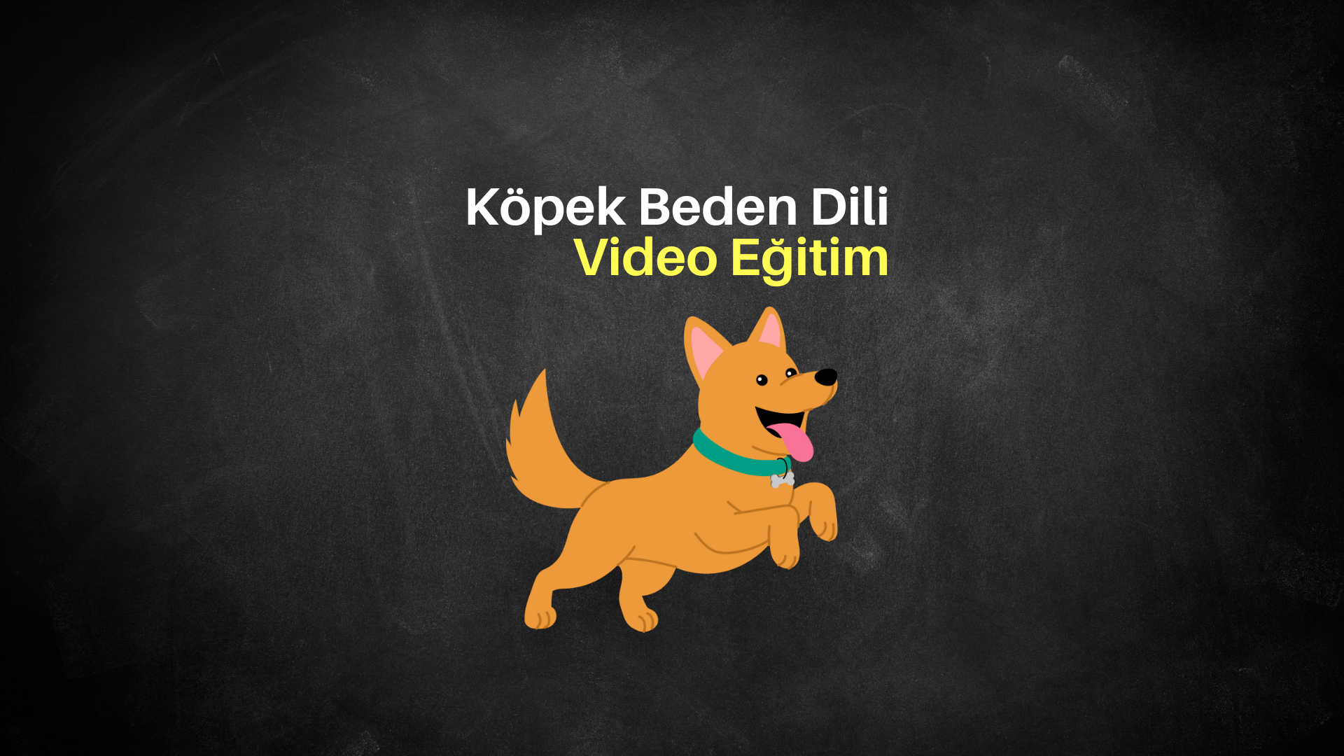 Köpek Beden Dili Video Eğitimi